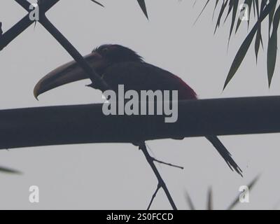 Aracari pallido (Pteroglossus torquatus erythropygius) Foto Stock