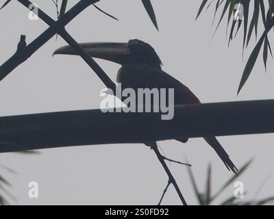 Aracari pallido (Pteroglossus torquatus erythropygius) Foto Stock