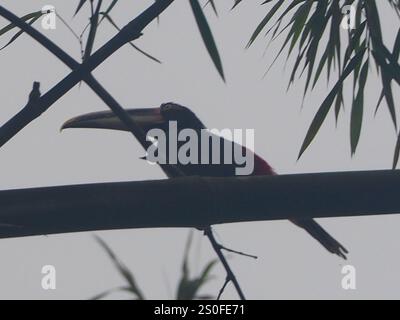 Aracari pallido (Pteroglossus torquatus erythropygius) Foto Stock