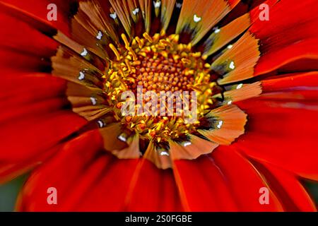Cuore d'oro di una Gazania rossa (Asteraceae) che cresce sul Knersvlakte nel Namaqualand in Sud Africa. Foto Stock