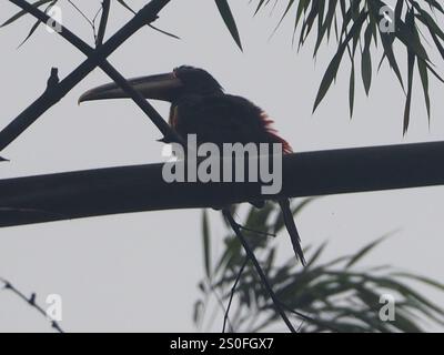 Aracari pallido (Pteroglossus torquatus erythropygius) Foto Stock