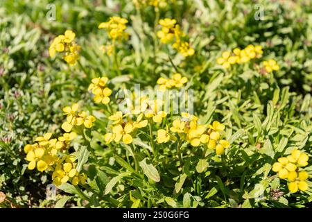 San Gallo, Svizzera, 27 aprile 2024 Erysimum Pulchellum pianta presso il giardino botanico Foto Stock