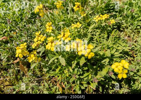 San Gallo, Svizzera, 27 aprile 2024 Erysimum Pulchellum pianta presso il giardino botanico Foto Stock