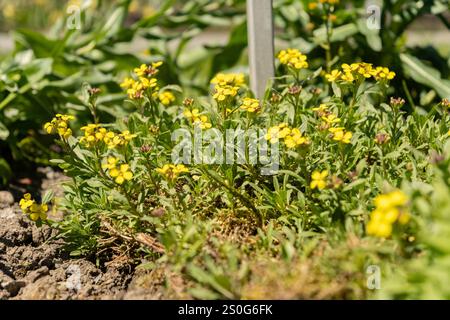 San Gallo, Svizzera, 27 aprile 2024 Erysimum Pulchellum pianta presso il giardino botanico Foto Stock