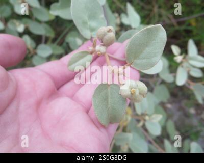 Spiaggia di Croton (Croton punctatus) Foto Stock