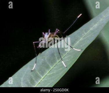 Zanzara elefante (Toxorhynchites rutilus) Foto Stock