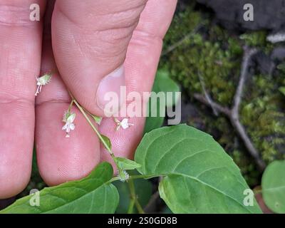 tonalità notte dell'incantatore a foglia larga (Circaea canadensis) Foto Stock