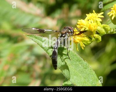 Volo aereo alato a banda orientale (Hypocritanus fascipennis) Foto Stock