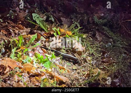 DATA RECORD NON DICHIARATA Nach ersten Erkenntnissen: Gegen 22 Uhr kommt es offenbar zunächst in einer Wendekehre vor einer Flüchtlingseinrichtung in der Harburger Poststraße zu einem Streit unter mehreren jungen Männern. Einer sticht mit einem Küchenmesser zu, bereits hier erleiden zwei Personen Verletztungen. Einer wird in der Brust und im Bein getroffen, ein weiterer junger Mann erleidet offenbar Abwehrverletzungen an der Hand. Der Streit verlagert sich in den Großmoordamm, wo ein Angreiffer erneut zusticht, er trifft einen 17-jährigen Flüchtling am Hals. Mehrere Freunde beobachten wie der jung Foto Stock