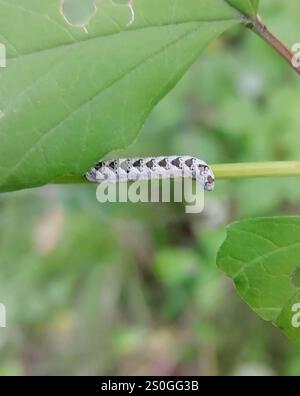 Nobili vespe-sawfly (vespa Tenthredo) Foto Stock