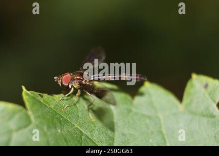 Volo aereo alato a banda orientale (Hypocritanus fascipennis) Foto Stock