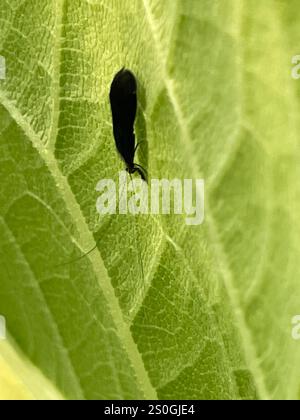 Black Dancer Caddisfly (Mystacides sepulchralis) Foto Stock
