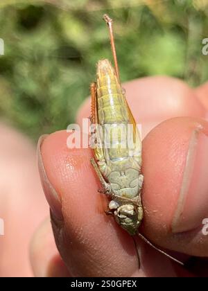 Grasshopper locomotiva (Chorthippus apricarius) Foto Stock