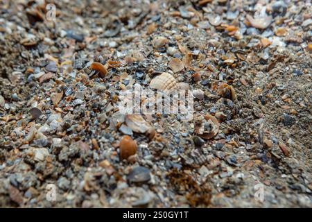 Conchiglie di mare tritate bagnate su una spiaggia, texture astratta per primi piani Foto Stock