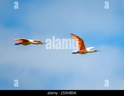 Due Roseate Spoonbills (Platalea ajaja) che volano sopra il cielo blu. Stato del Rio grande do sul, Brasile. Foto Stock