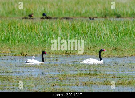 Una famiglia di cigni dal collo nero (Cygnus melancoryphus) che nuotano in un lago. Stato del Rio grande do sul, Brasile. Foto Stock