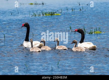 Una famiglia di cigni dal collo nero (Cygnus melancoryphus) che nuotano in un lago. Stato del Rio grande do sul, Brasile. Foto Stock