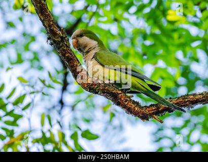 Un Parakeet monaco (Myiopsitta monachus) arroccato su un albero nella foresta. Stato del Rio grande do sul, Brasile. Foto Stock
