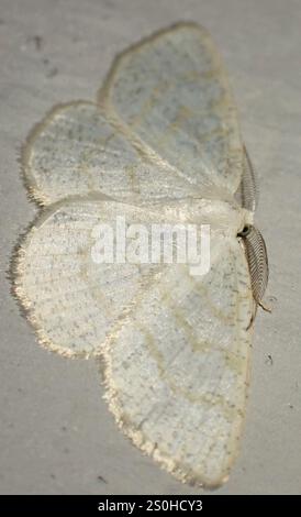 Northern Wave Moth (Cabera exanthemata) Foto Stock