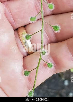 tonalità notte dell'incantatore a foglia larga (Circaea canadensis) Foto Stock