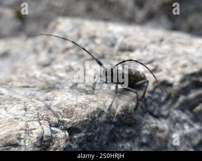Carpenter Sawyer Beetle (Monochamus sartor) Foto Stock
