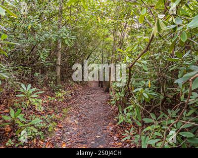 Un pittoresco percorso escursionistico si snoda attraverso un lussureggiante tunnel di rododendro nel New River Gorge National Park, West Virginia, USA, che offre un sereno escap Foto Stock