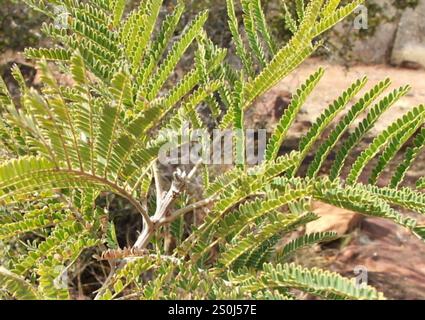 Sonaglino piangente (Peltophorum africanum) Foto Stock