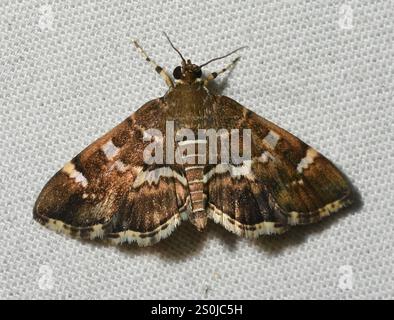Barbabietola maculata Webworm Moth (Hymenia perspectalis) Foto Stock