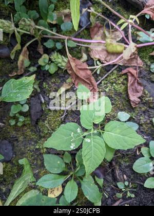 tonalità notte dell'incantatore a foglia larga (Circaea canadensis) Foto Stock