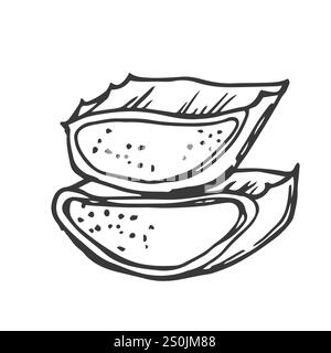 Illustrazione delle foglie di aloe vera e del vettore di sezioni. Contorno disegnato a mano erba medicinale succulenta in bianco e nero. Sezione trasversale di aloe, disegno botanico per Illustrazione Vettoriale