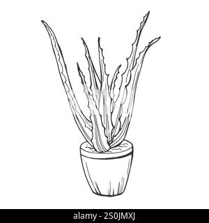 Illustrazione vettoriale Aloe vera. Contorno nero, isolato su sfondo bianco, colorato, disegnato a mano. Per medicina, design, libri botanici, colorazione Illustrazione Vettoriale