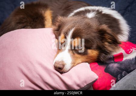 Primo piano di Sleeping Border Collie on Pillow Foto Stock