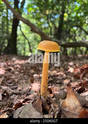 Bolete con gambo corto (Aureoboletus betula) Foto Stock