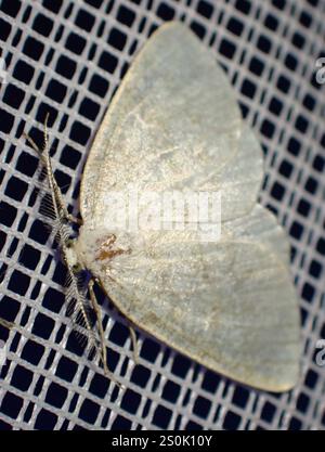 Northern Wave Moth (Cabera exanthemata) Foto Stock