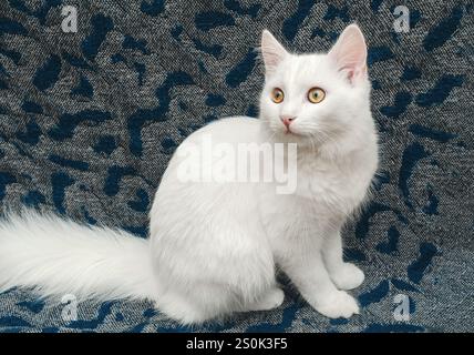 Ritratto di gatto soffice bianco con occhi marroni. Soffice gatto bianco seduto su una coperta grigia. Animali domestici Foto Stock