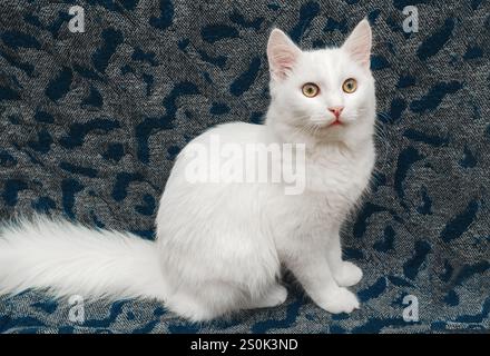 Ritratto di gatto soffice bianco con occhi marroni. Soffice gatto bianco seduto su una coperta grigia. Animali domestici Foto Stock
