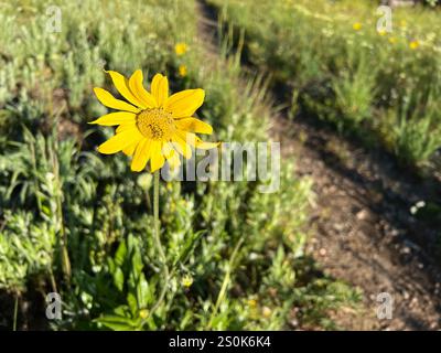 Annuire Nano Girasole (Helianthella quinquenervis) Foto Stock