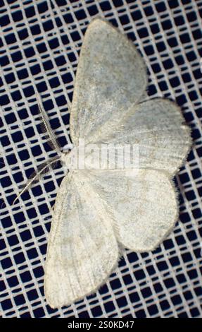 Northern Wave Moth (Cabera exanthemata) Foto Stock