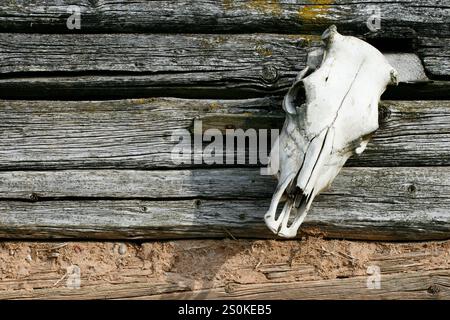 Cranio di animale montato su una parete di legno testurizzato, che rappresenta temi rustici e rurali della natura, della cultura e della fauna selvatica. Ideale per illustrare la storia, Foto Stock