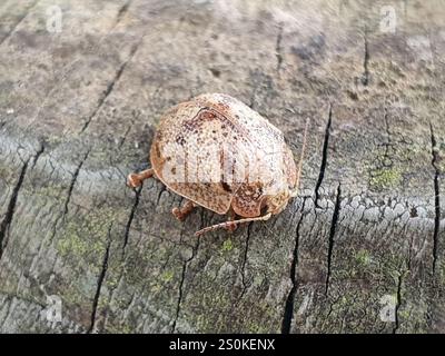 Coleottero tartaruga all'eucalipto (Paropsis charybdis) Foto Stock