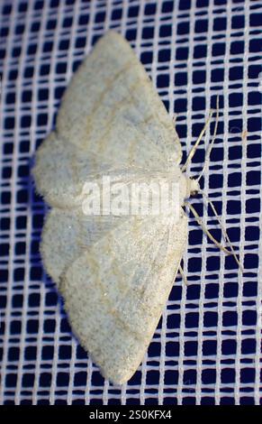 Northern Wave Moth (Cabera exanthemata) Foto Stock