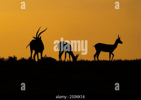 Impala (Aepyceros melampus) si staglia contro un cielo polveroso al tramonto Foto Stock