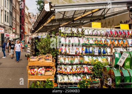 Bulbi di tulipani in vendita al mercato dei fiori Bloemenmarkt in Singel Street, Amsterdam, Olanda, Paesi Bassi. Foto Stock