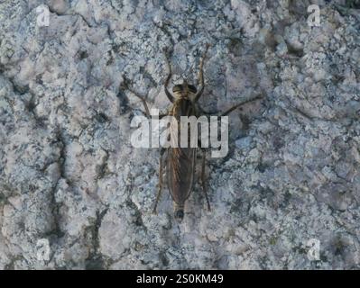 Dune Robber Fly (Philonicus albiceps) Foto Stock