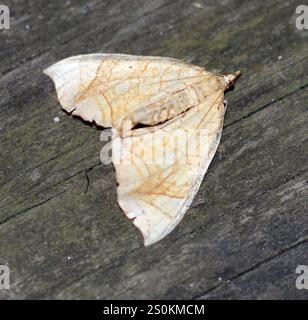 Goto di loper della grande vite (Eulithis gracilineata) Foto Stock