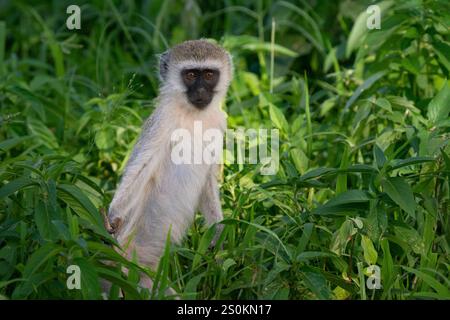 Vervet Monkey (Chlorocebus aethiops) in erba alta Foto Stock