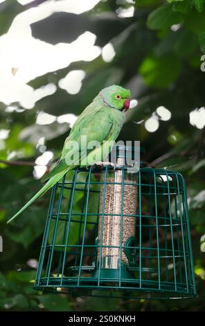 Il parco con gli anelli di rose si erge su un alimentatore di uccelli in gabbia in un giardino, nel Regno Unito. Foto Stock