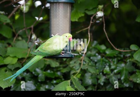 Il parco con gli anelli di rose si erge su un alimentatore per uccelli in un giardino, Regno Unito. Foto Stock