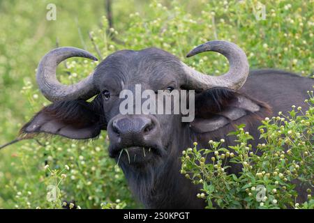 Cape Buffalo (Syncerus caffer caffer) ritratto Foto Stock