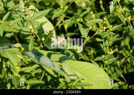 Skipper tropicale (Burnsius oileus) Foto Stock